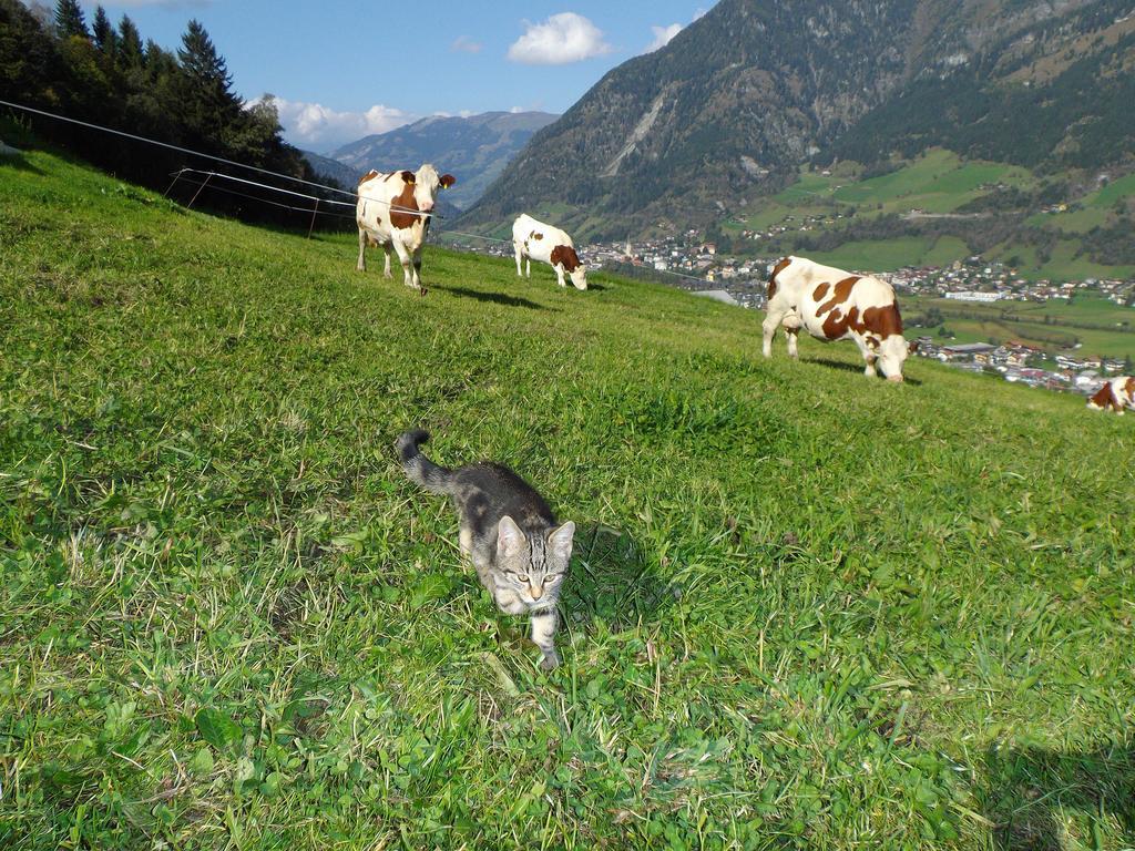 Biobauernhof Aslgut Villa Bad Hofgastein Kültér fotó